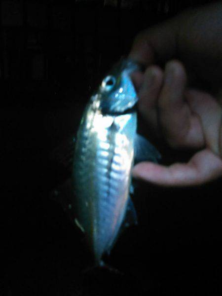 きょうはわいわいアジングの巻